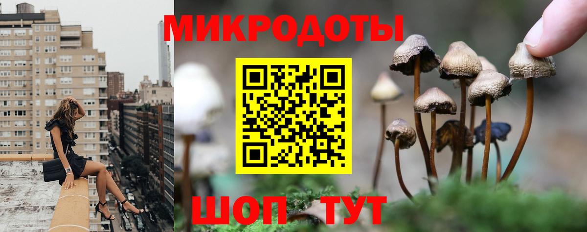 Галлюциногенные грибы Psilocybe Сердобск